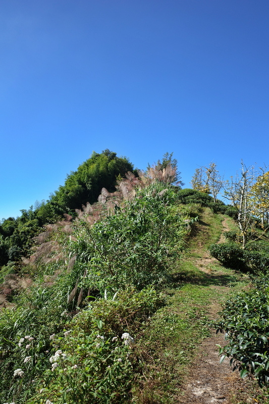 大石公走大崙尾山、貓冬望山、樟空崙山O型縱走