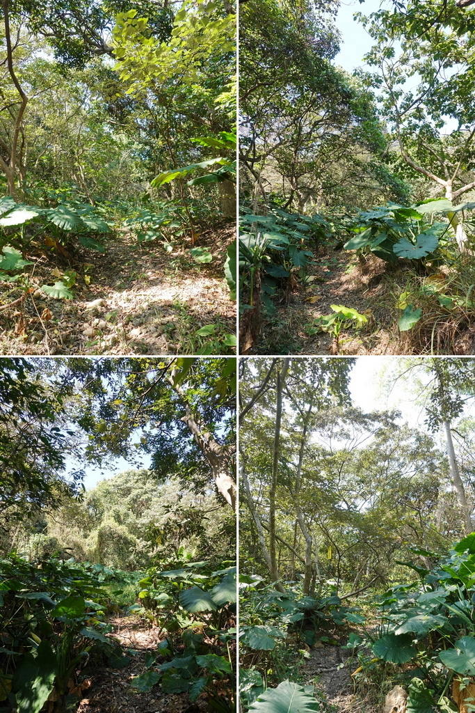 鳳梨山、高尾山、竹子山補點、生仙坑山