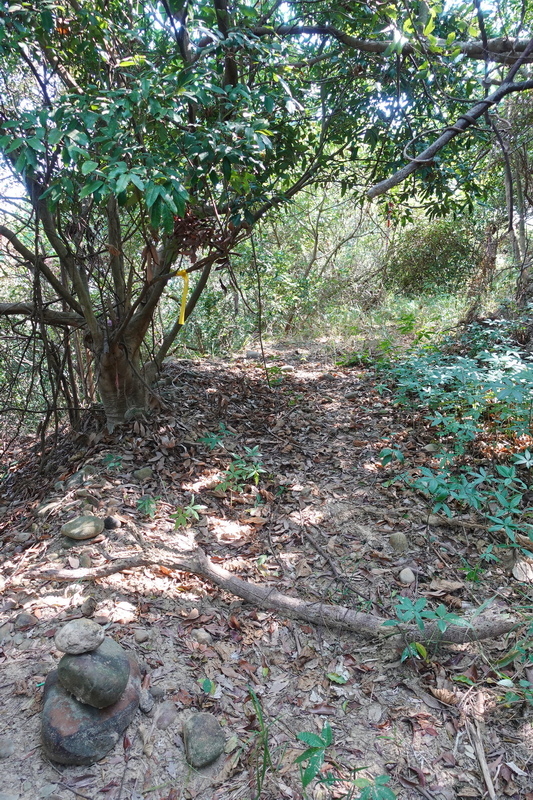 鳳梨山、高尾山、竹子山補點、生仙坑山