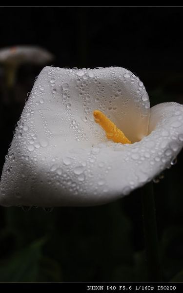 下雨囉