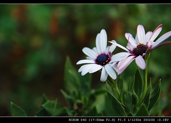 DSC_0135.jpg DSC_0135.jpg