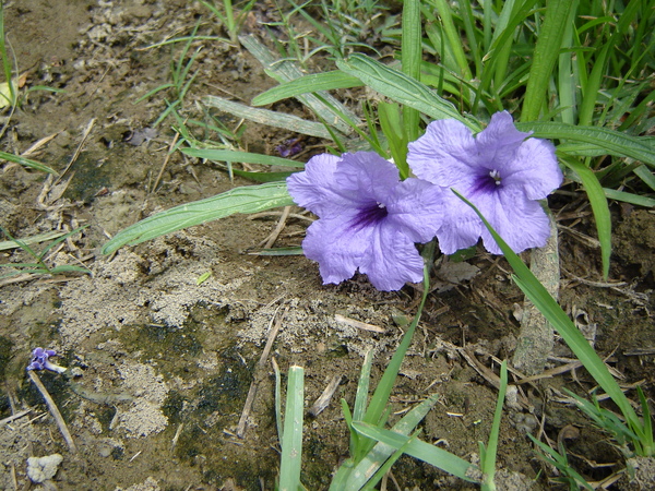 17.JPG 17.JPG
