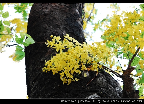 DSC_0006.jpg DSC_0006.jpg