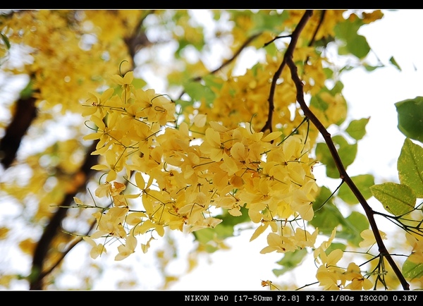 DSC_0010.jpg DSC_0010.jpg