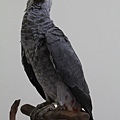 非洲灰鸚鵡 標本