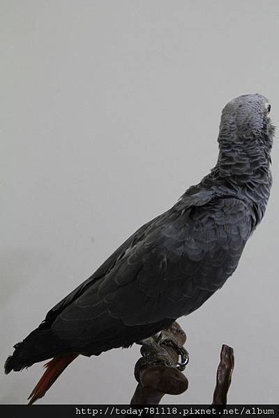 非洲灰鸚鵡 標本