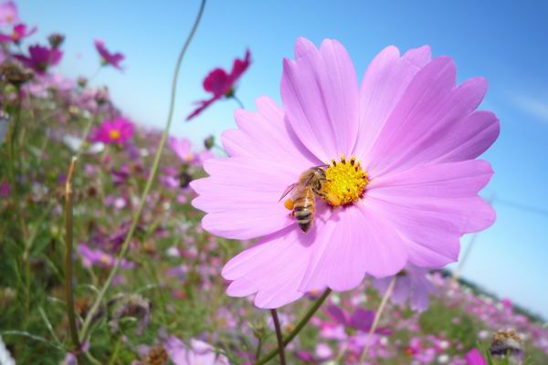 蜜蜂採花蜜