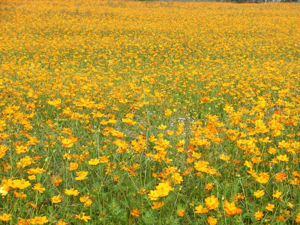 花海