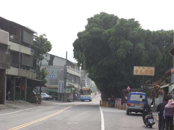大樹.JPG 大樹.JPG