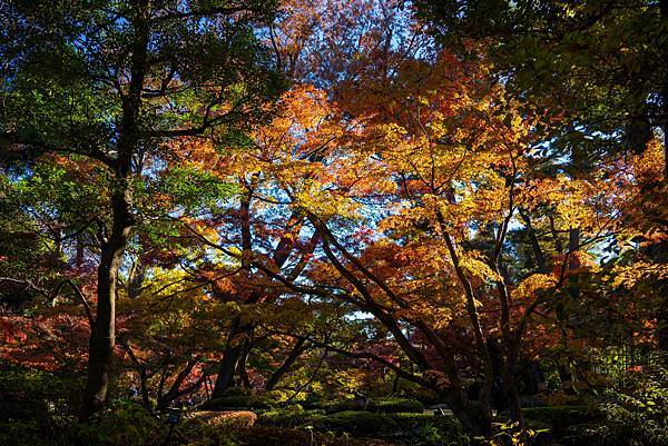 大田黒公園11.jpg