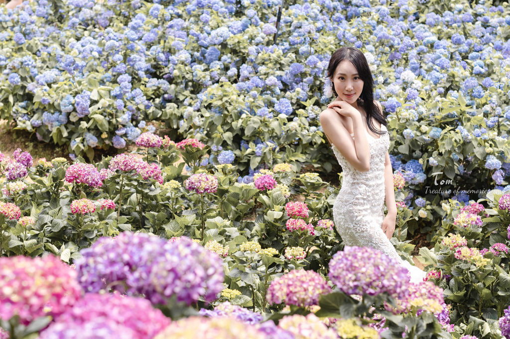 繡球花-10.jpg 繡球花-10.jpg