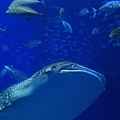 沖繩美麗海水族館