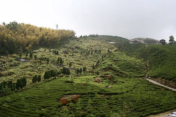 大崙山茶園