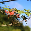 耀婆山露營區