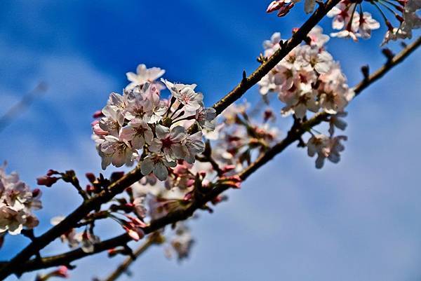 山雲海露營農場 山雲海露營農場