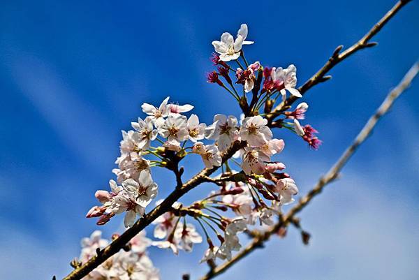 山雲海露營農場 山雲海露營農場