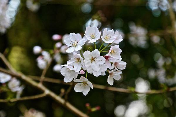 山雲海露營農場