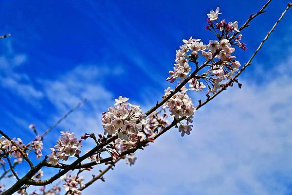 山雲海露營農場 山雲海露營農場