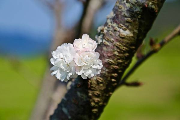 山雲海露營農場 山雲海露營農場