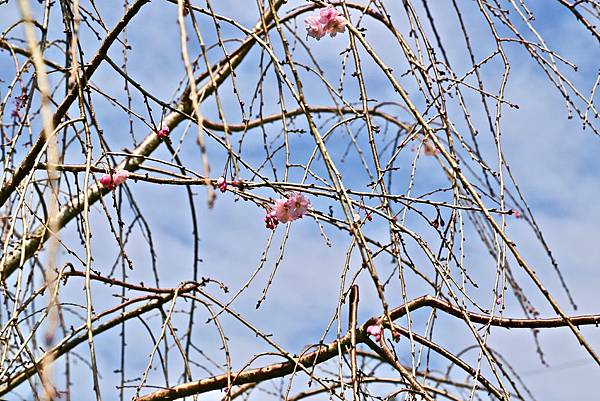 山雲海露營農場 山雲海露營農場