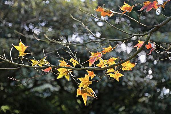 清水溪野營地