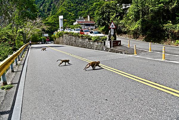 白楊步道