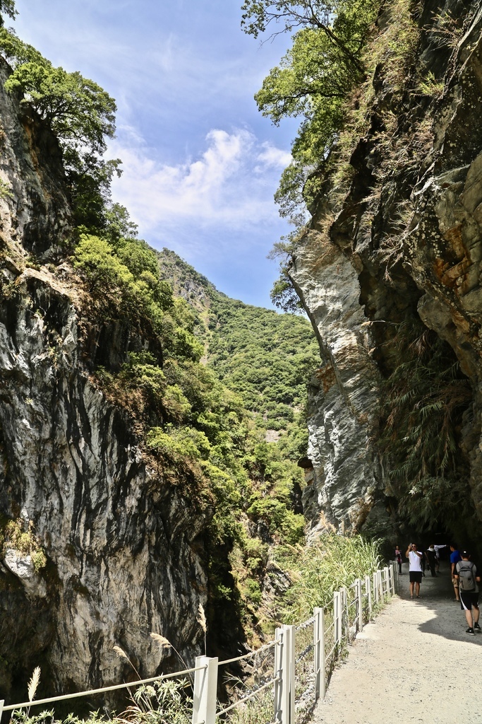 白楊步道 白楊步道