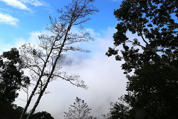 拉拉山賞雪