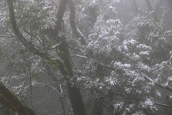 拉拉山賞雪