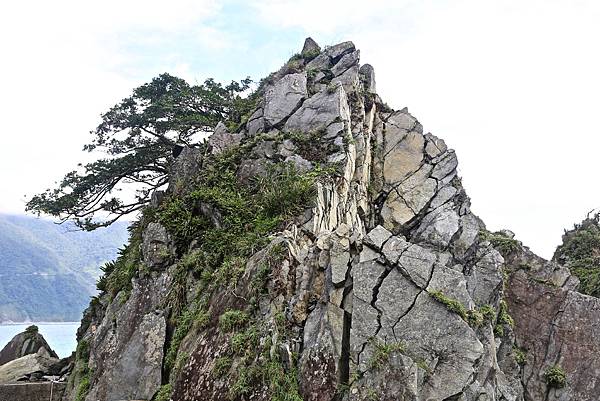 東澳粉鳥林