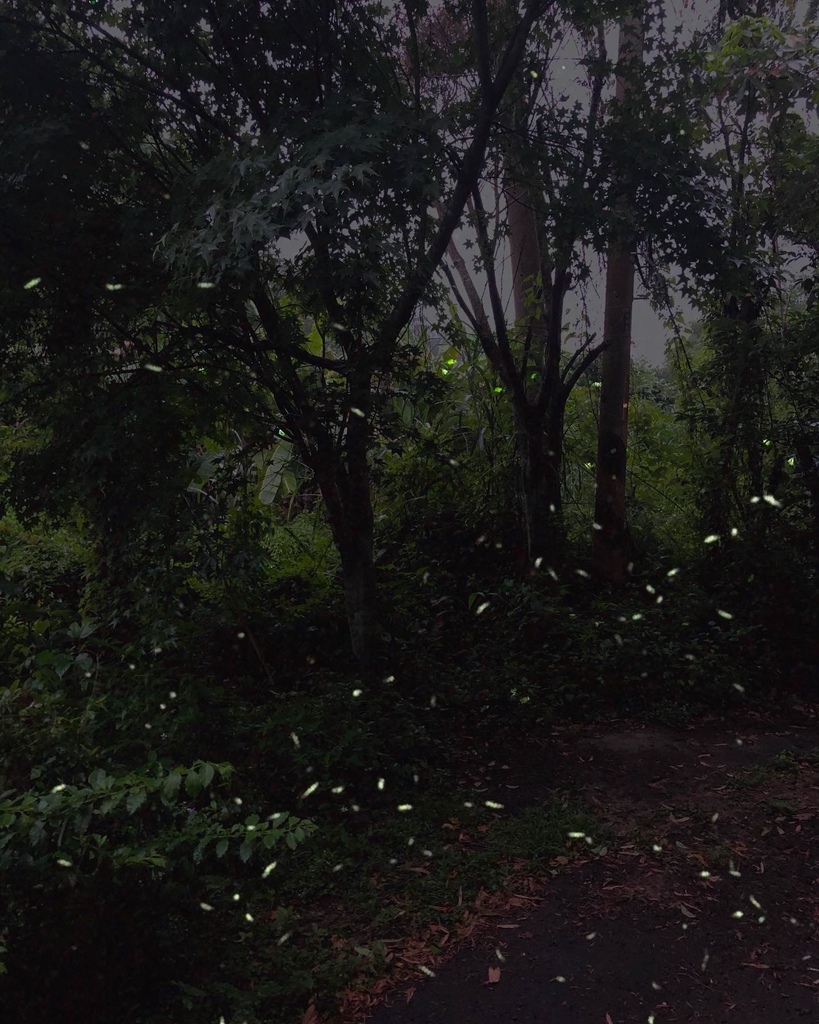 12寮賞螢步道 12寮賞螢步道