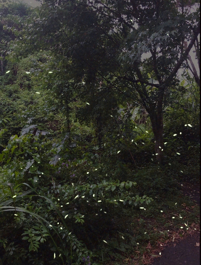 12寮賞螢步道 12寮賞螢步道