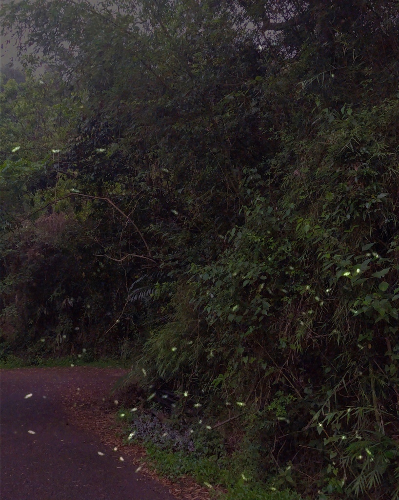 12寮賞螢步道 12寮賞螢步道