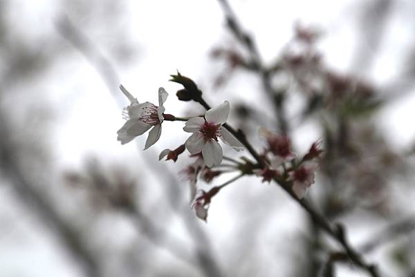 恩愛農場 恩愛農場