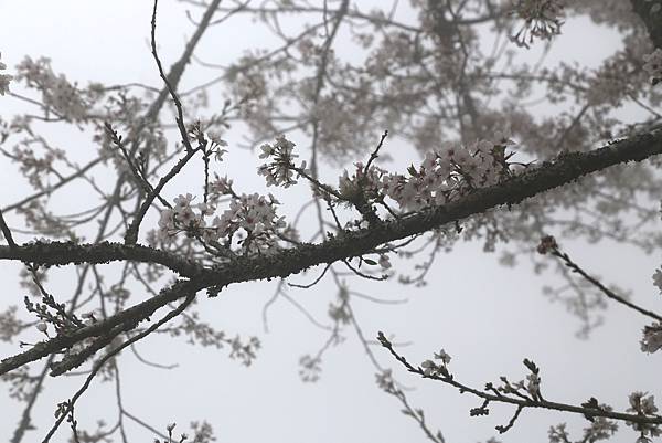 恩愛農場 恩愛農場