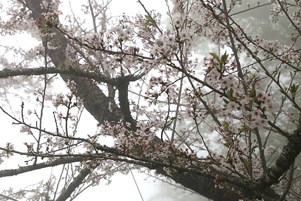 恩愛農場 恩愛農場