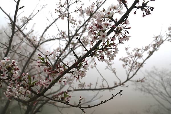 恩愛農場 恩愛農場