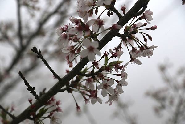 恩愛農場 恩愛農場