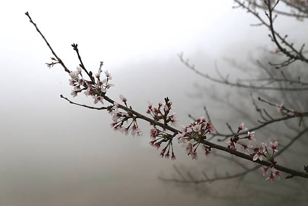 恩愛農場 恩愛農場