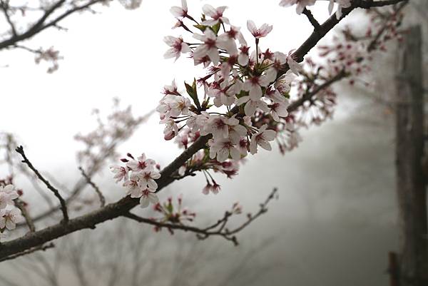 恩愛農場 恩愛農場