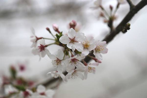 恩愛農場 恩愛農場