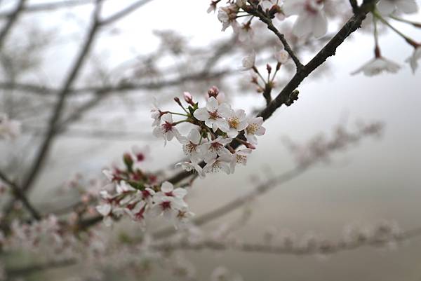 恩愛農場 恩愛農場