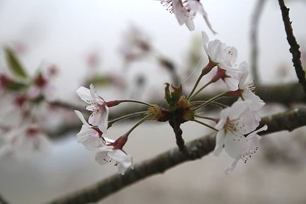 恩愛農場 恩愛農場