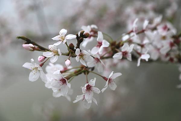 恩愛農場 恩愛農場