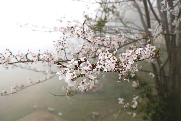 恩愛農場 恩愛農場