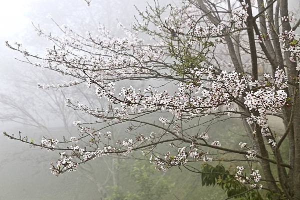 恩愛農場 恩愛農場