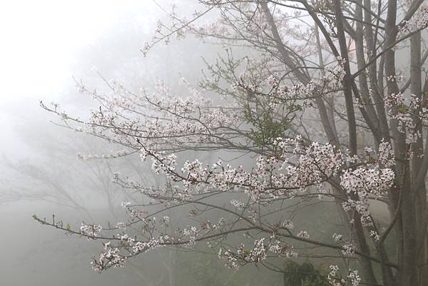 恩愛農場 恩愛農場