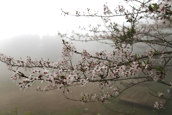 恩愛農場 恩愛農場