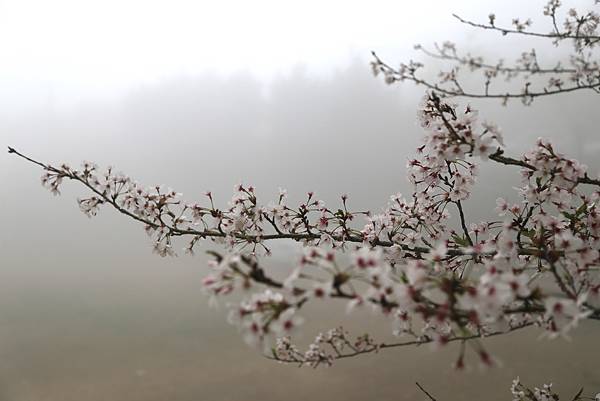 恩愛農場 恩愛農場