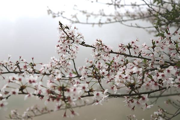 恩愛農場 恩愛農場